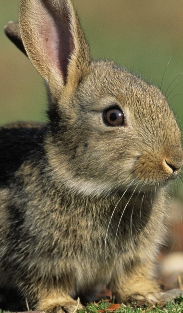 Заяц среди зелени