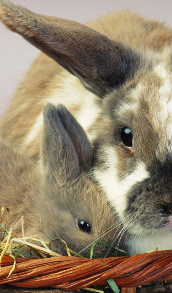 Зайцы в корзине