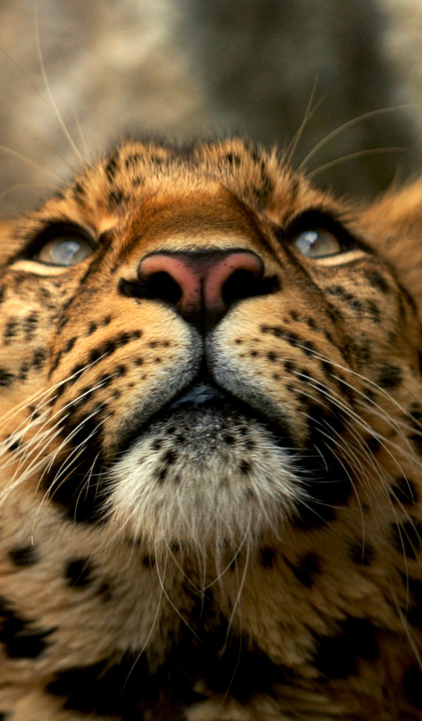 Голова леопарда