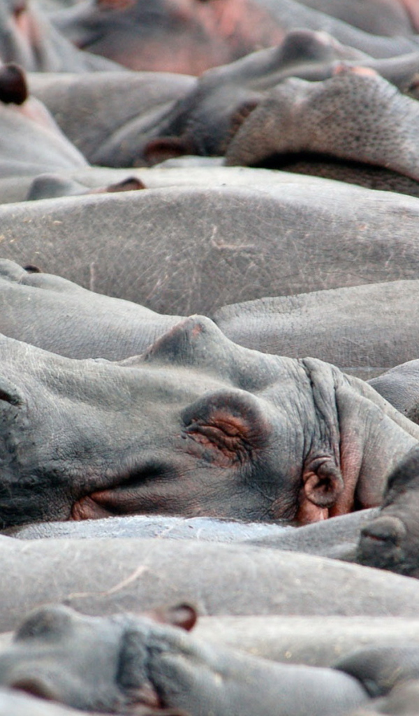 Бегемоты на купании