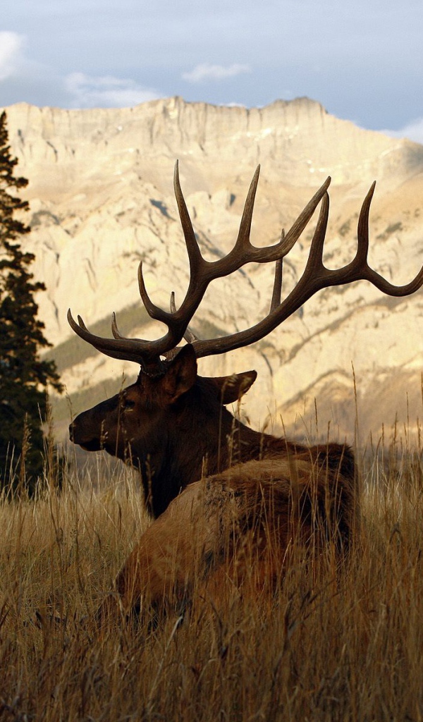 Рогатый олень