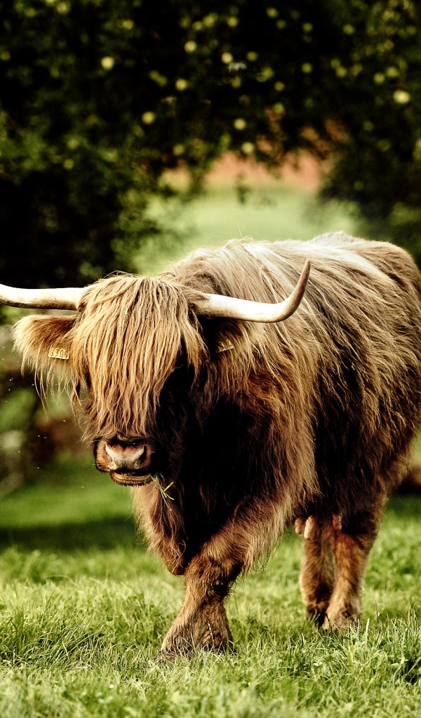 Рогатый зверь