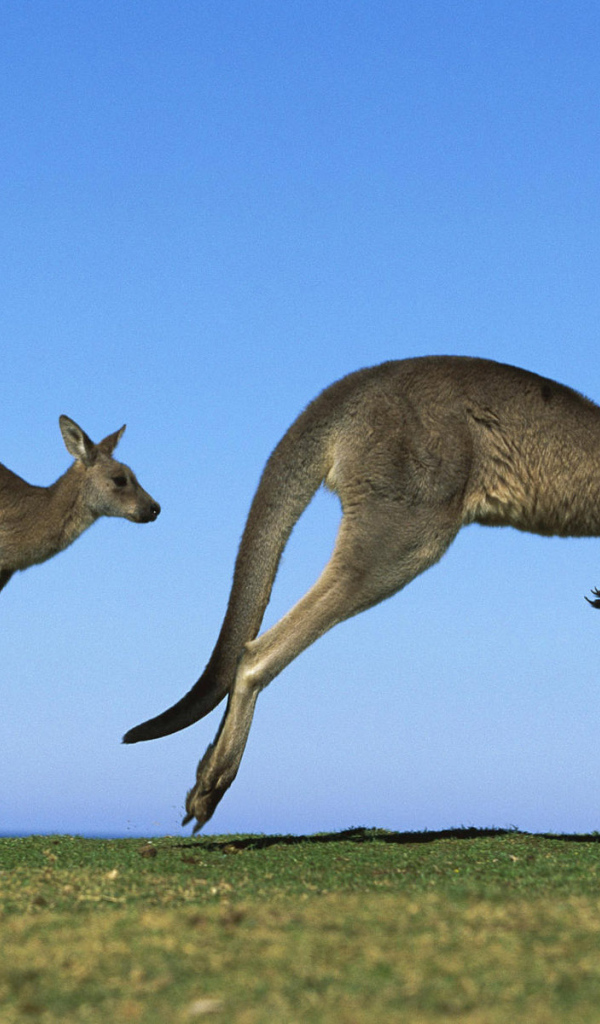 Кенгуру