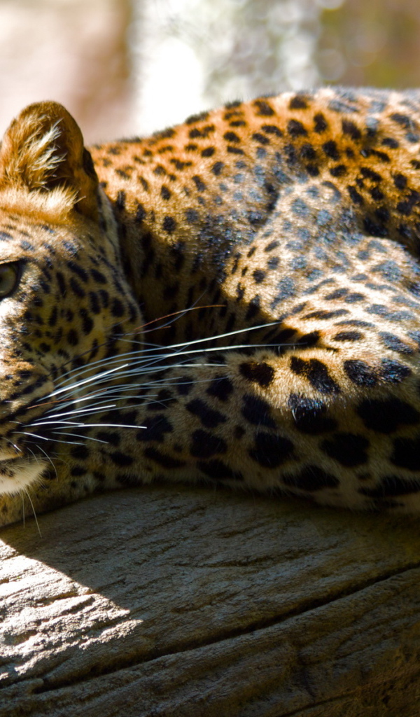 Леопард лежа на дереве