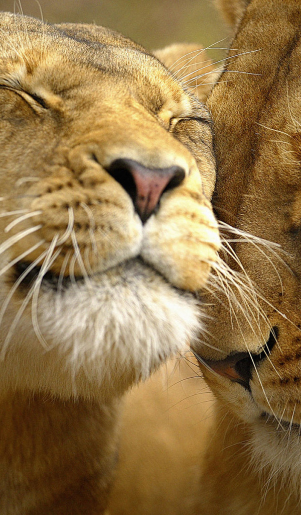 Львиная нежность