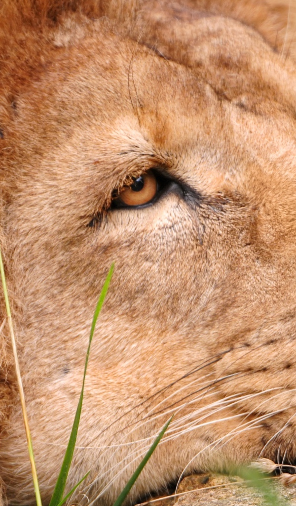 Львиная голова