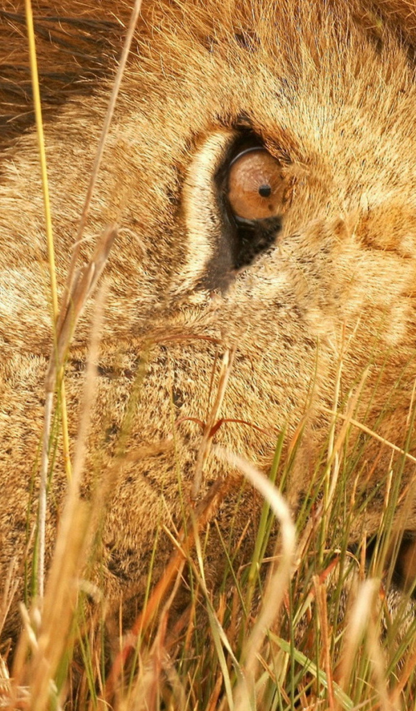 Лева в траве