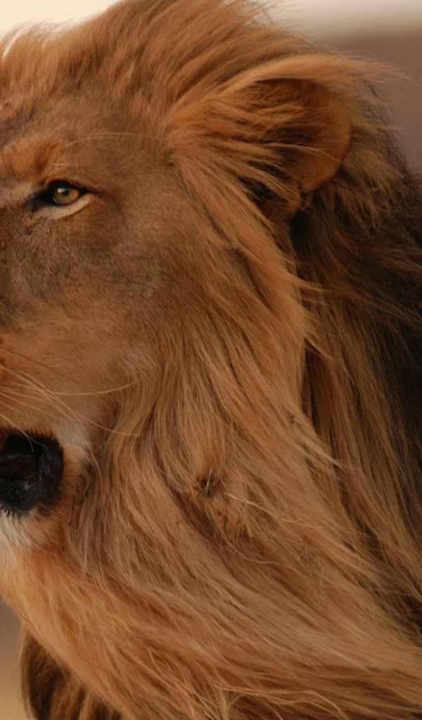 смотрящий в даль Лев