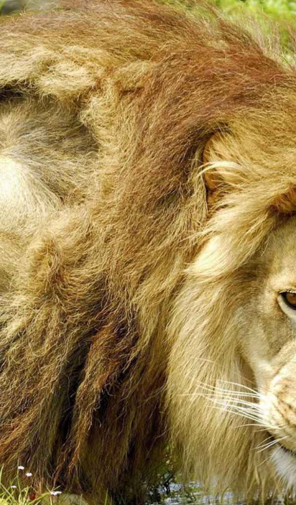 Лев на водопое