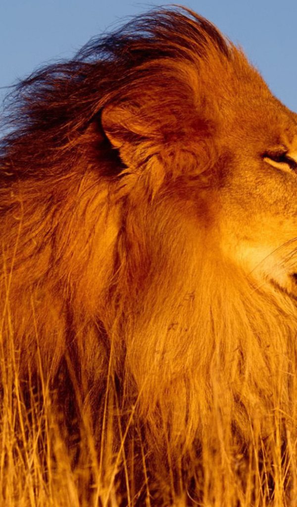 Лев на охоте