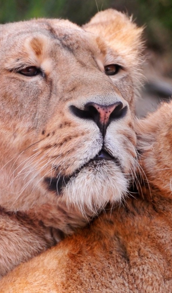 Львиное семейство