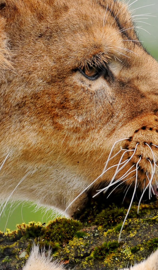 Львица грызущая ветку