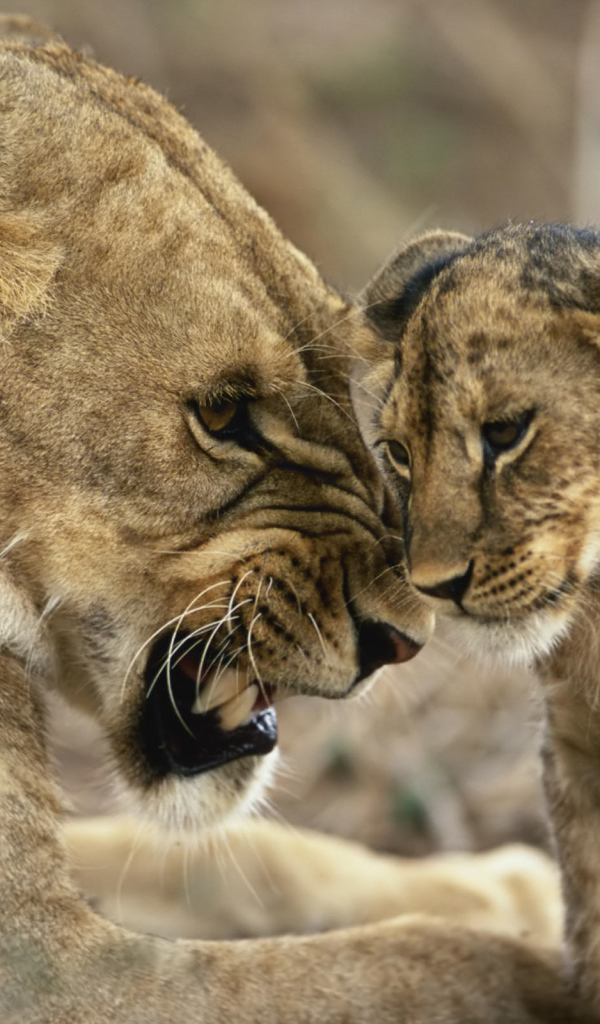 Львица со львятами