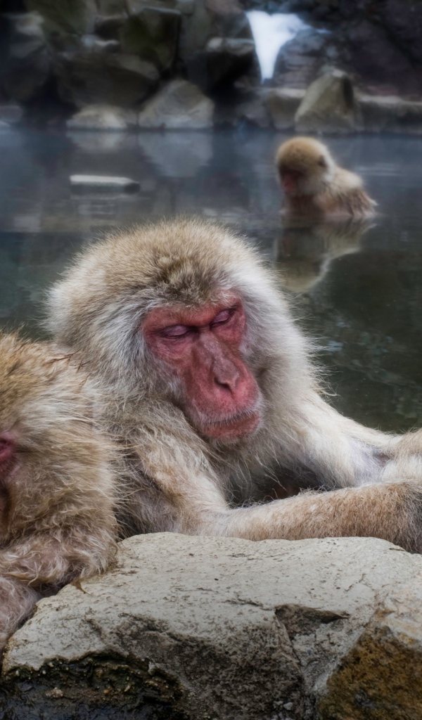 Макаки в горячем источнике