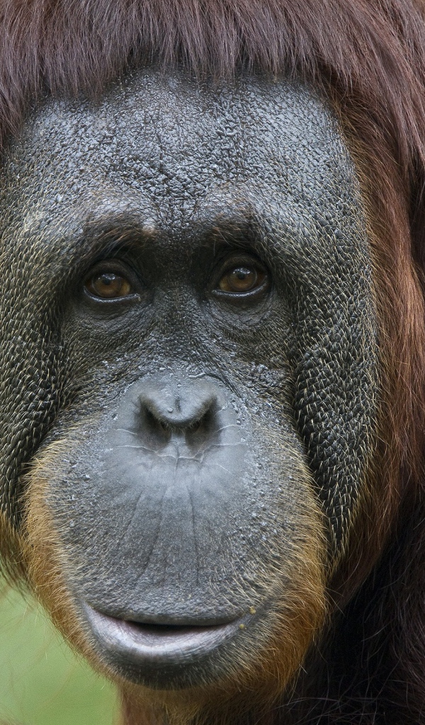 Обезьяна в неволе