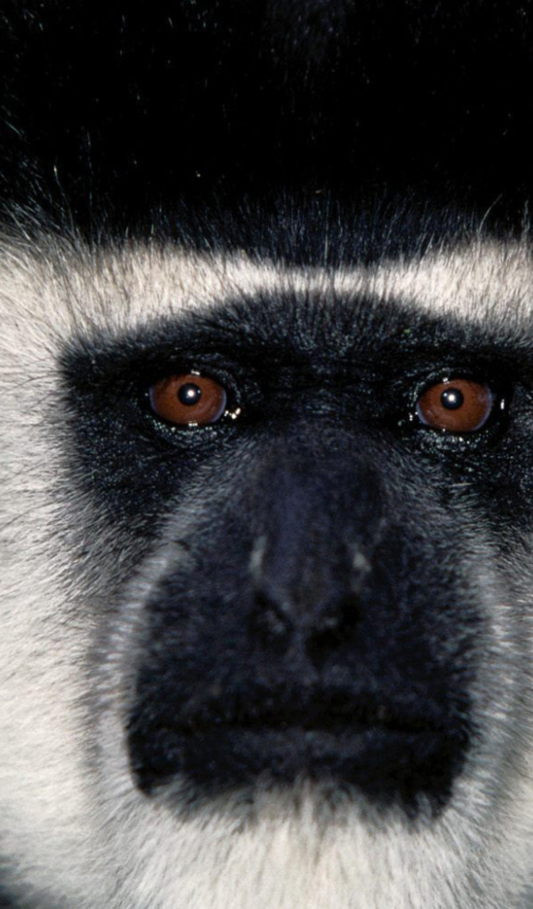 Обезьянья мордашка