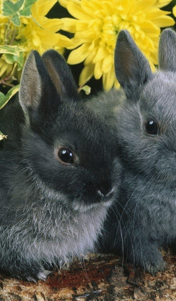 Парочка кроликов