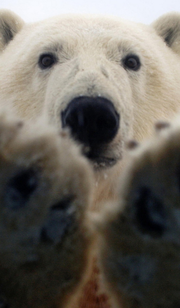 Лапы белого медведя