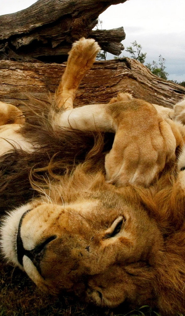 Играющиеся львы