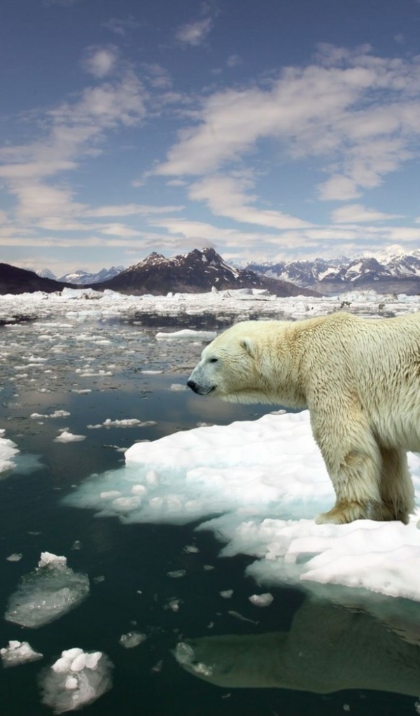 Белый медведь на льдине