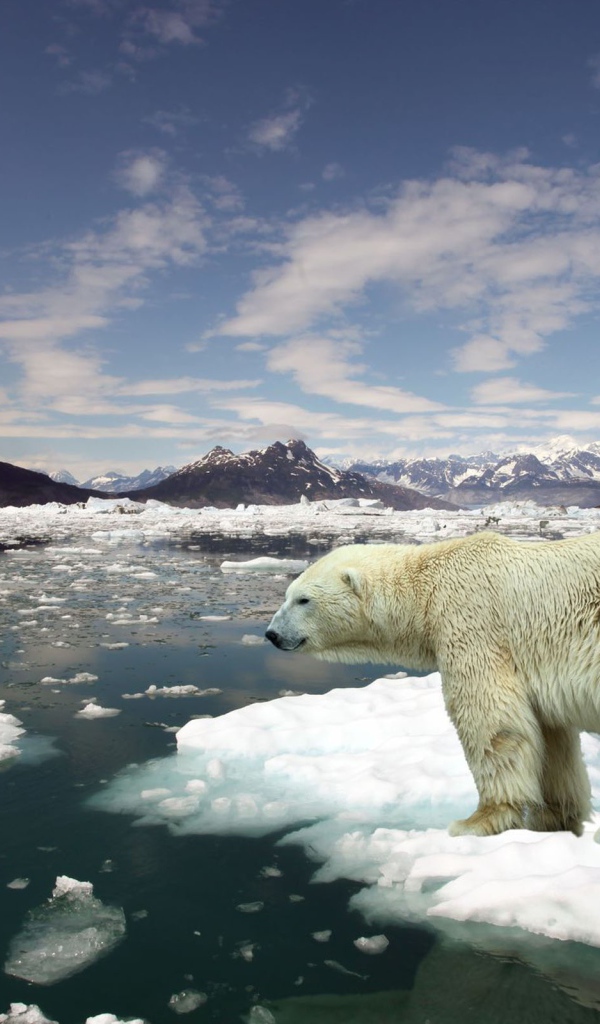 Белый медведь на льдине
