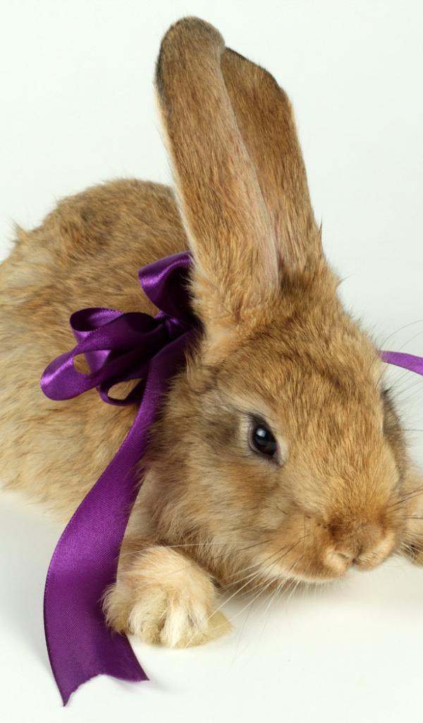 Кролик с бантиком