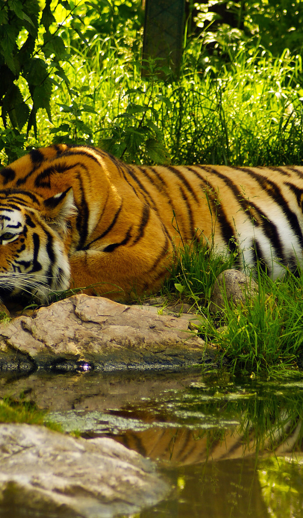 Отдыхающий тигр