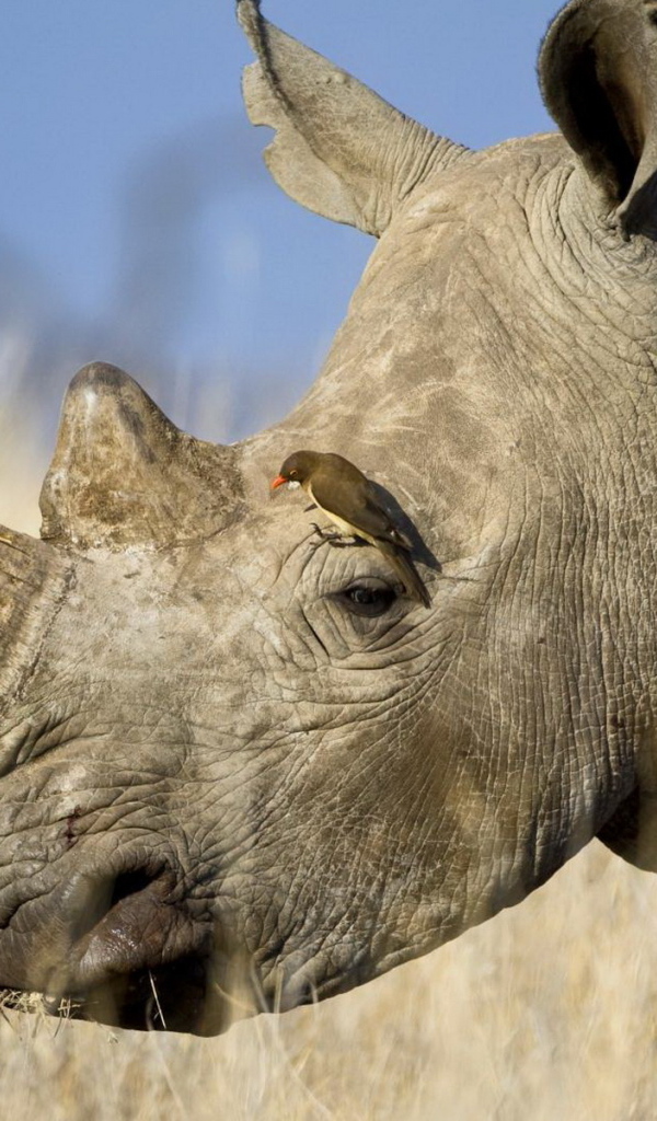 Носорог и птичка