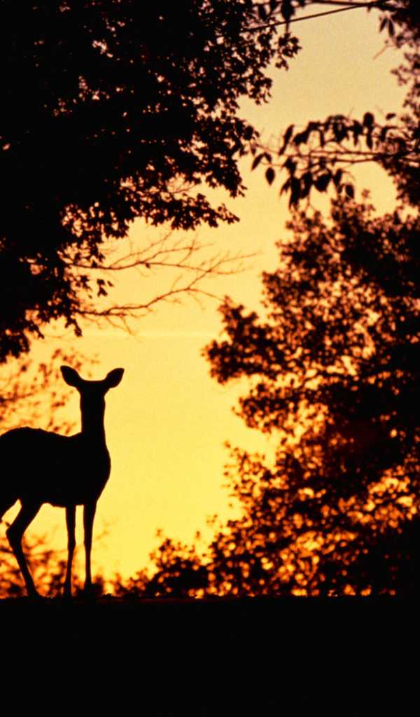 Косуля на закате