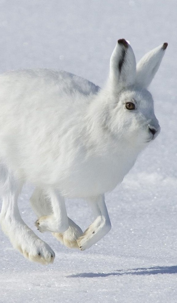 Бегущий Белый заяц