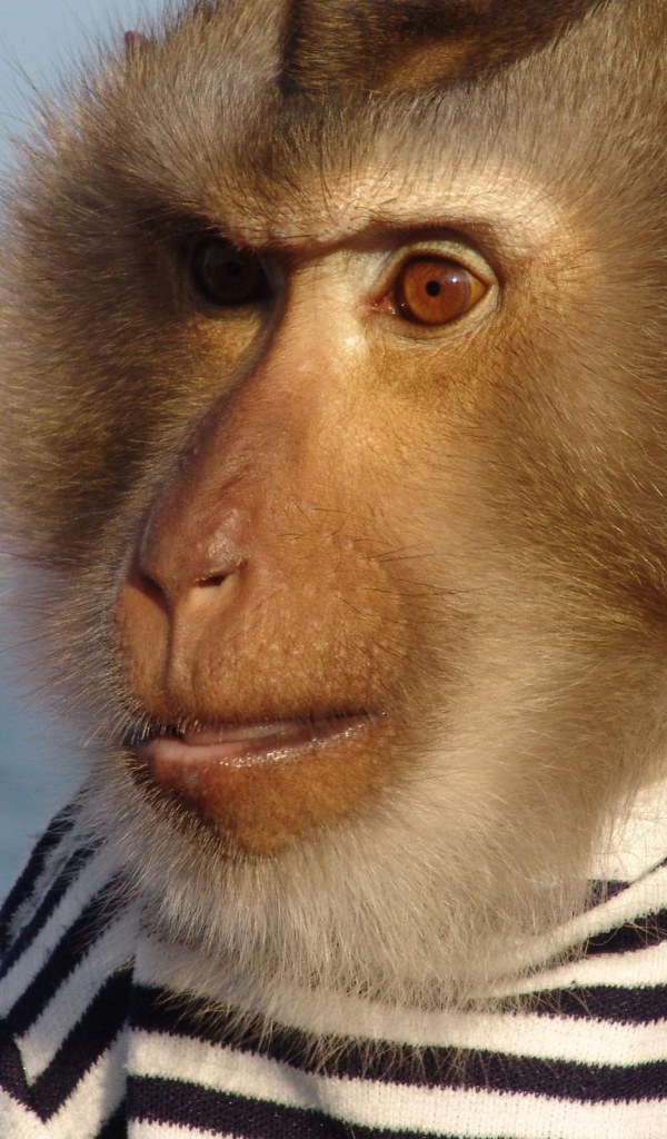 Моряк примат