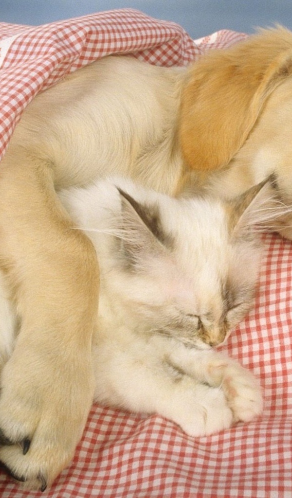 Спящие друзья