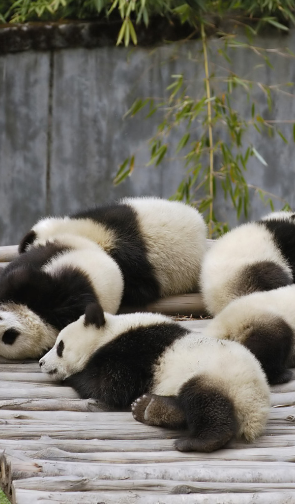 Спящие панды
