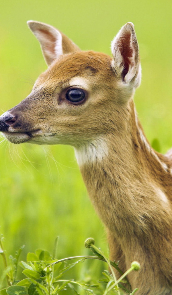 Oлененок среди травы