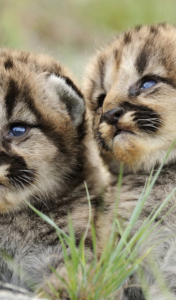 Маленькие хищники
