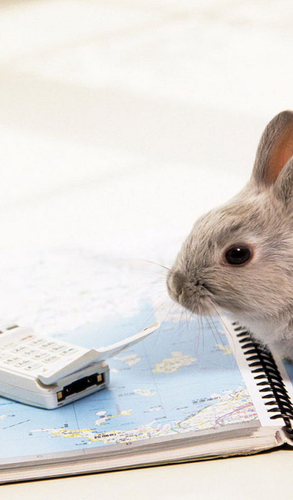 Крольчонок