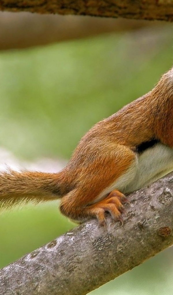 Бельчонок на ветке