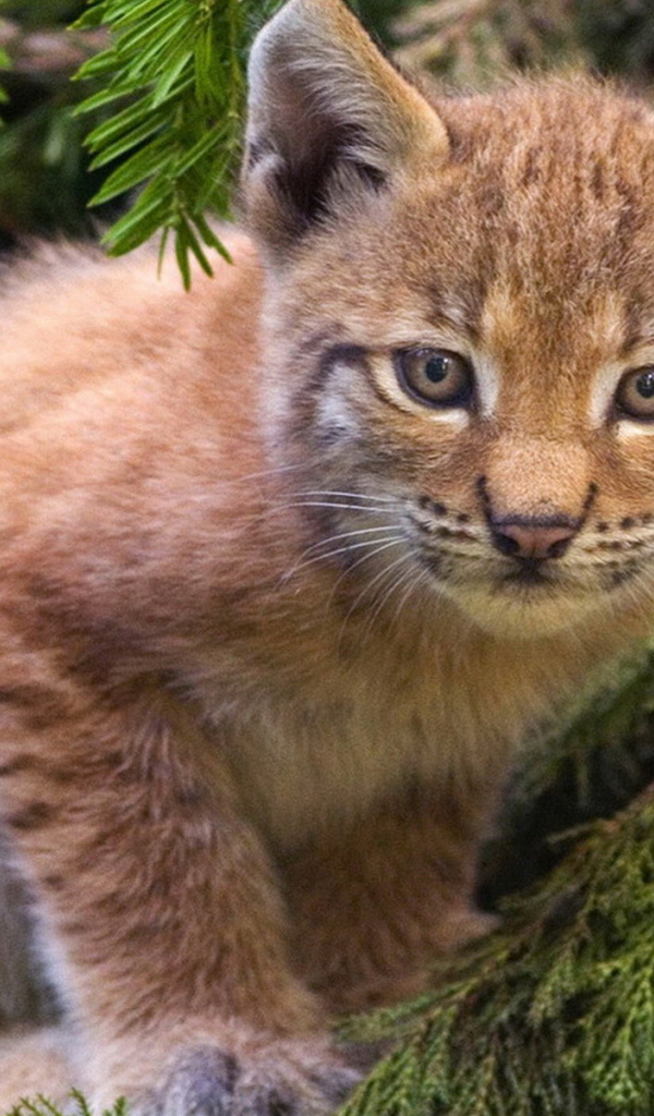 Рысенок на ветке