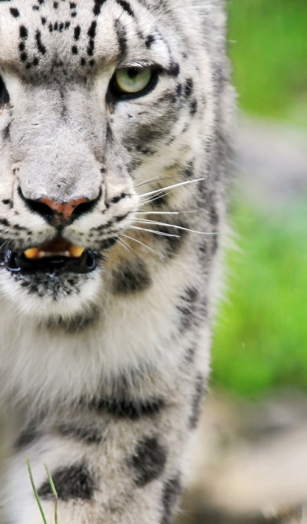 Снежный барс