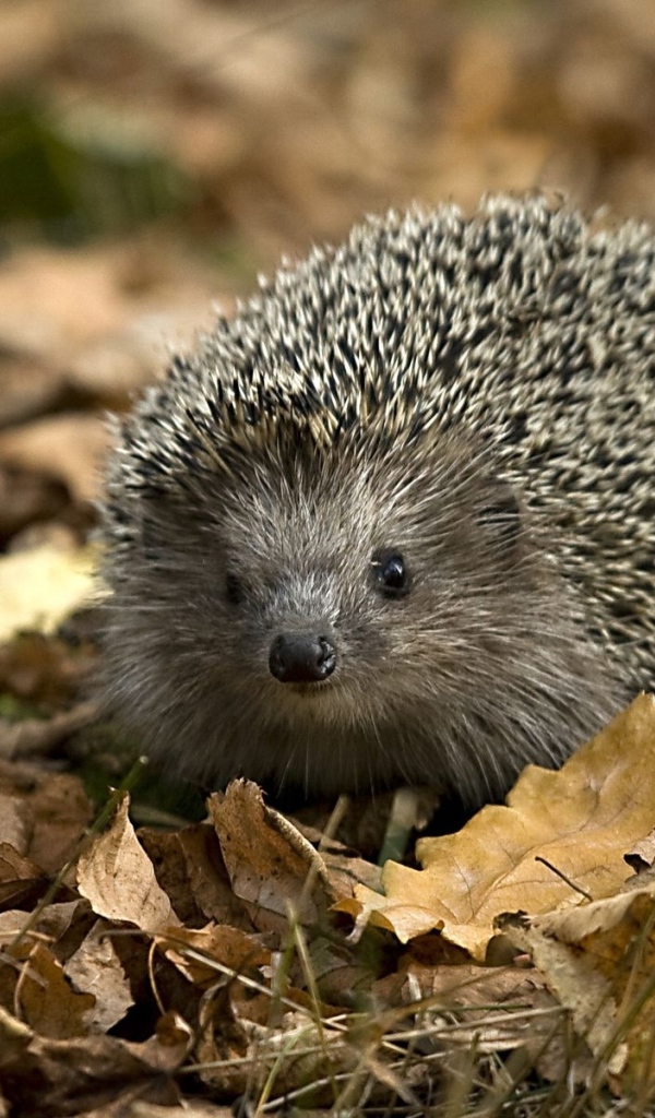 Колючий еж