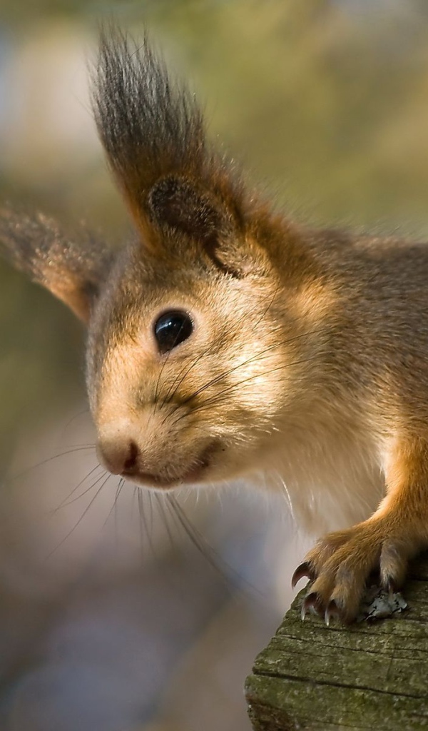 Белка на стволе дерева