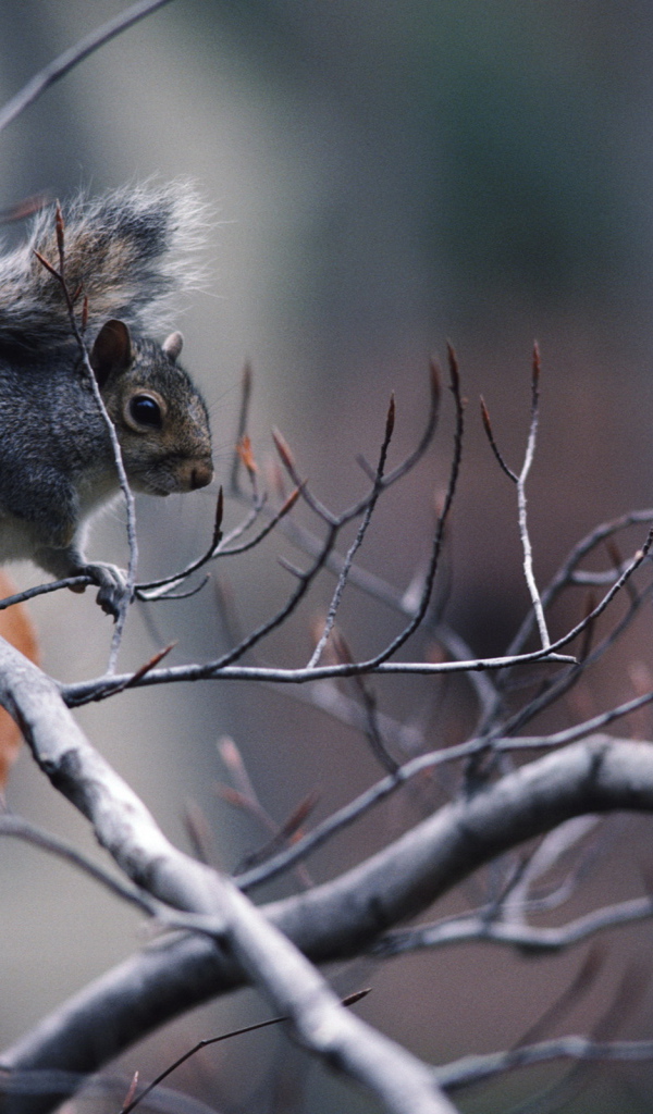 Белка на ветке