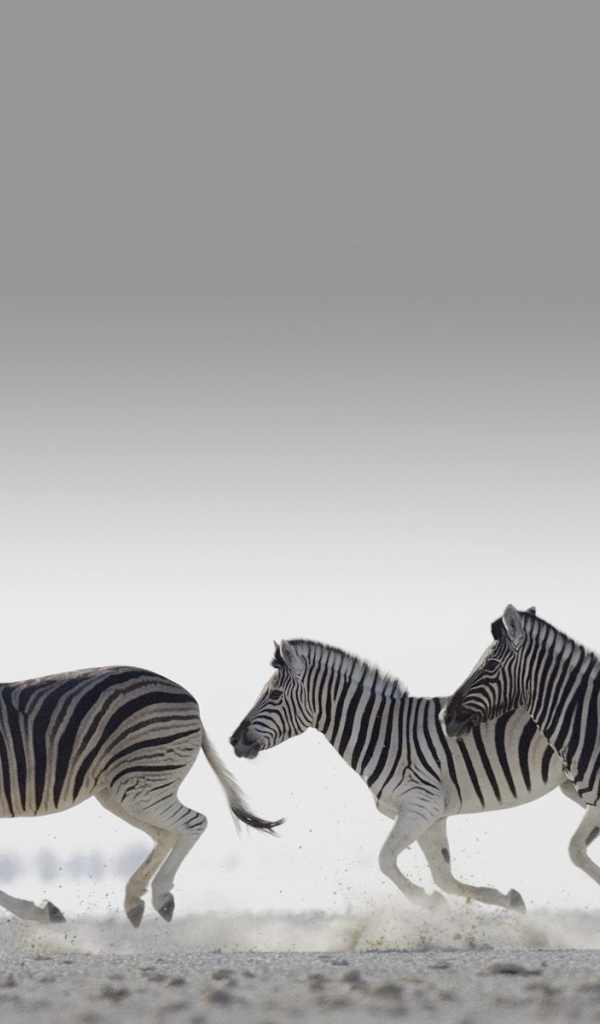 Полосатые зебры