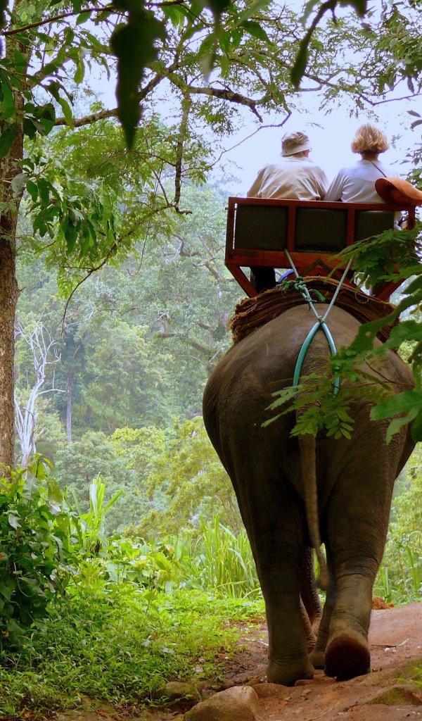 Слон в джунглях