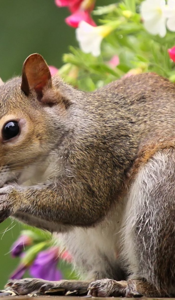 Белка во время трапезы