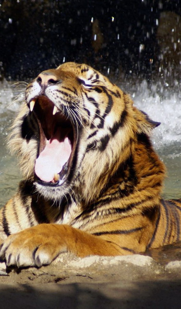 Тигр в воде