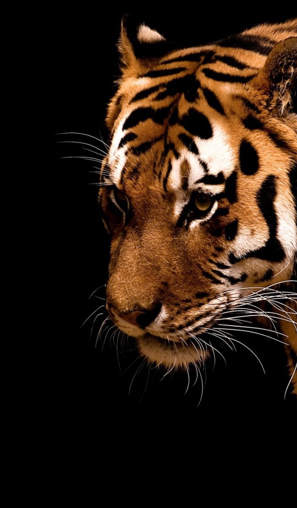 Тигр на черном фоне