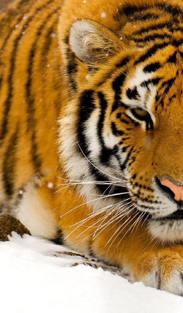 Тигр на снегу