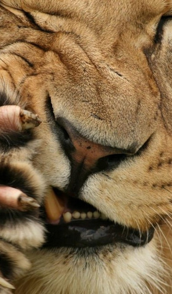 Царь зверей