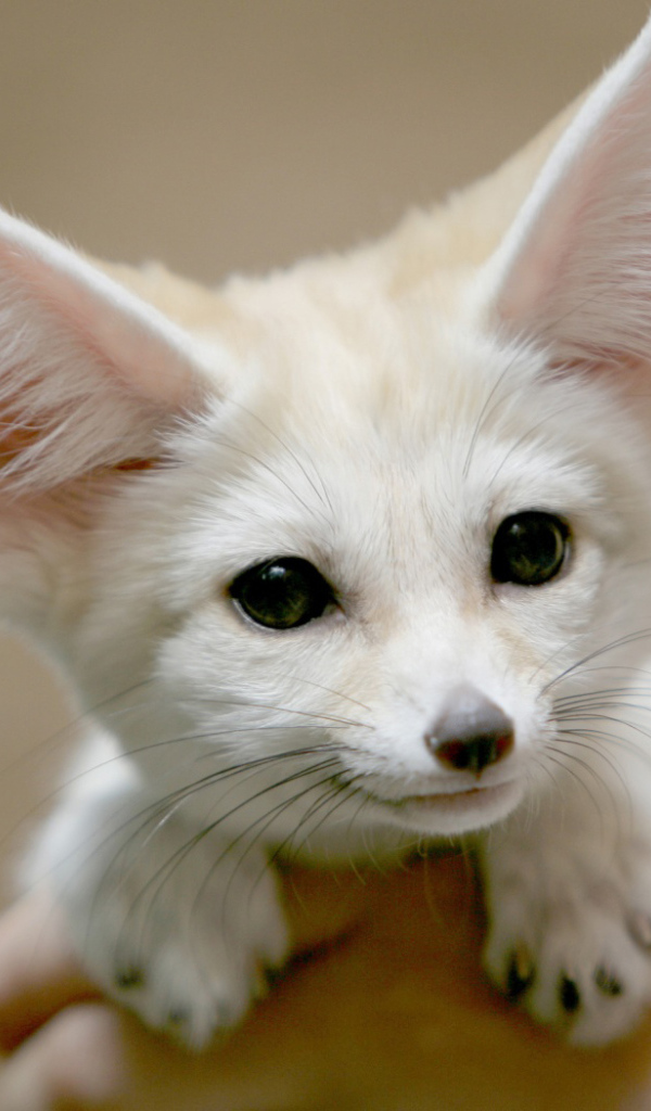 Белый Фенек